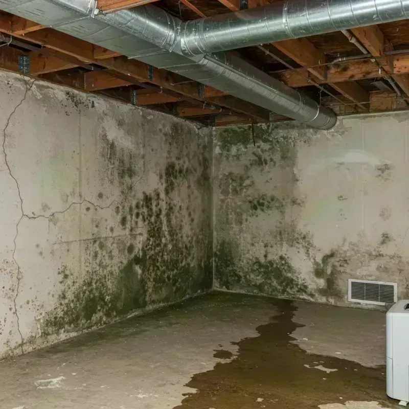 Professional Mold Removal in East Elmhurst, NY